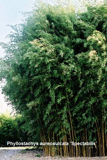 Саженцы садового бамбука - Phyllostachys aureosulcata spectabilis